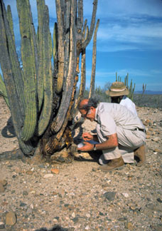 Phaff and Starmer collecting yeast from a cactus in Baja California, Mexico, 1976