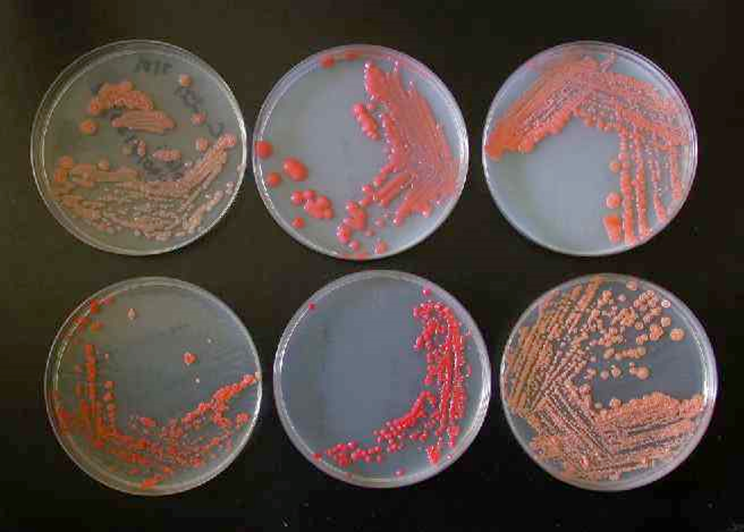 Pfaff Yeast Plates