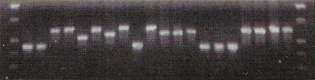 The Phaff Collection has a bank of over 1,000 genomic DNA preparations representing hundreds of yeast species, including over 100 strains of S. cerevisiae. These can be screened for presence of novel forms of enzymes and enzyme families.