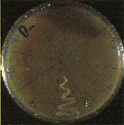 Hundreds of yeast strains can be selected and screened for growth characteristics. For example, this strain was the only one of 300 strains screened for the ability to grow on an agricultural biomass. The type strain of this species, which is the only strain available from the American Type Culture Collection, did not grow on this substrate.