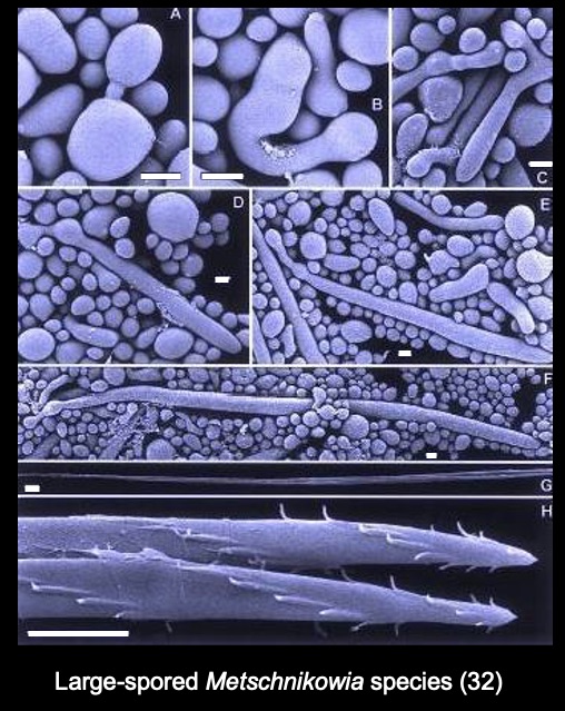 Giant spores produced by some species of Metschnikowia are up to 50 times larger than the yeast cells