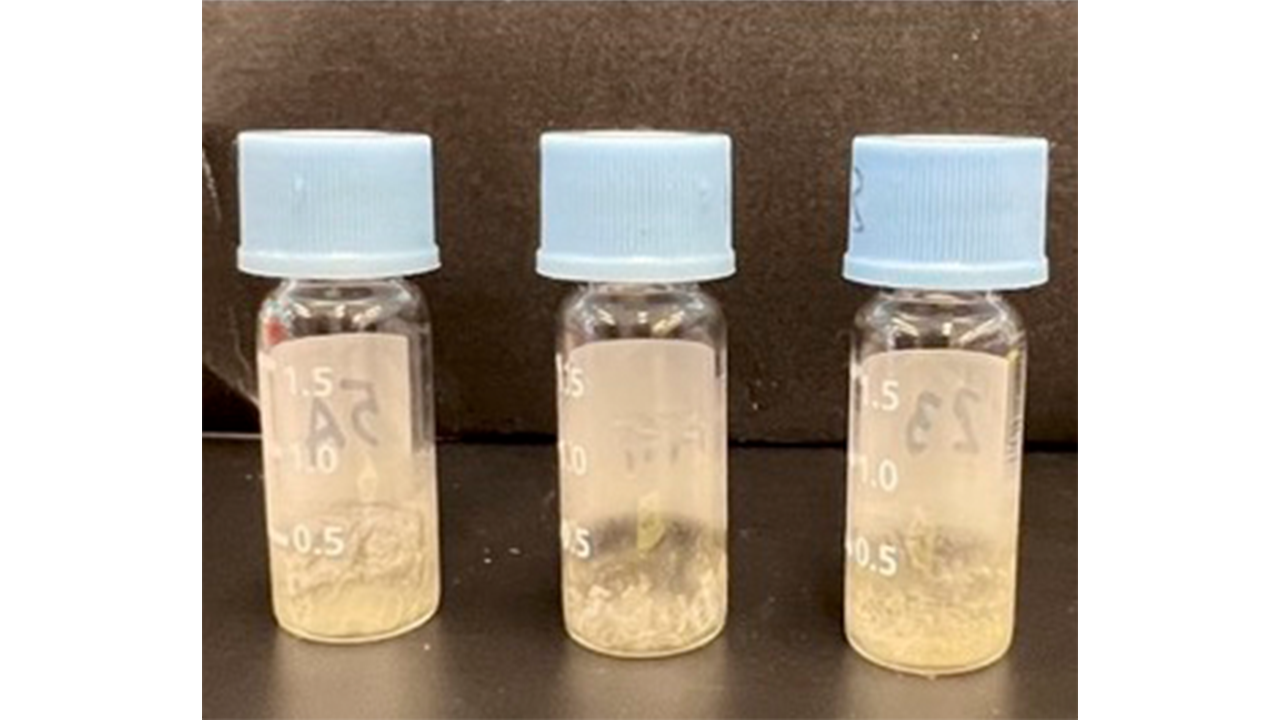 Fat extracted from Phaff Yeast Culture Collection yeasts grown on almond hull hydrolysate. Photo: Irnayuli Sitepu