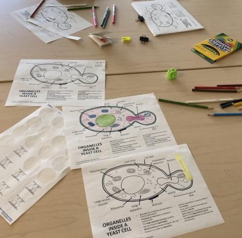 Coloring yeast cells