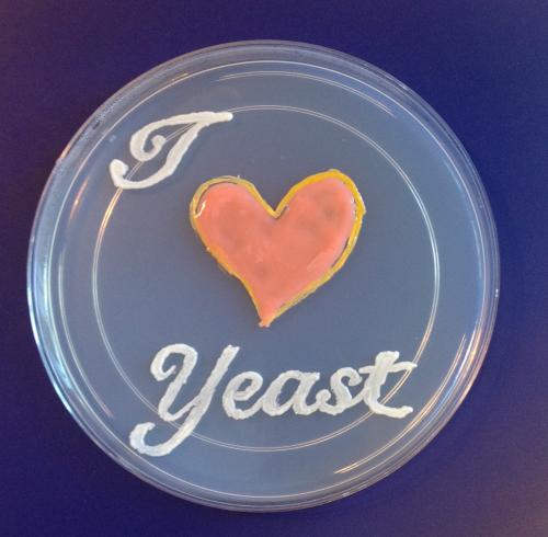 "I heart yeast" yeast art image