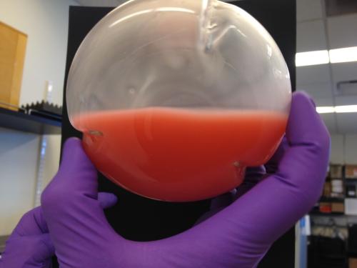The tiny dot above the surface of the pink yeast culture is the droplet of oil that Irna and Tonio spotted.