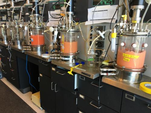Glycolipid-secreting yeasts grown in the 5-liter bioreactors in David Block’s lab, Viticulture and Enology