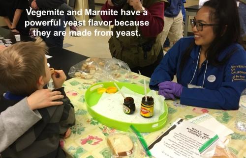 Vegenmite and Marmite have a powerful yeast flavor because they are mad from yeast.